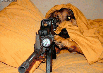 El sueño oscuro de todo perro…
