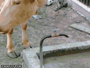 Gif gracioso de una vaca que abre con los cuernos el grifo del agua