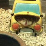 Foto graciosa de hamster dormido en un cochecito