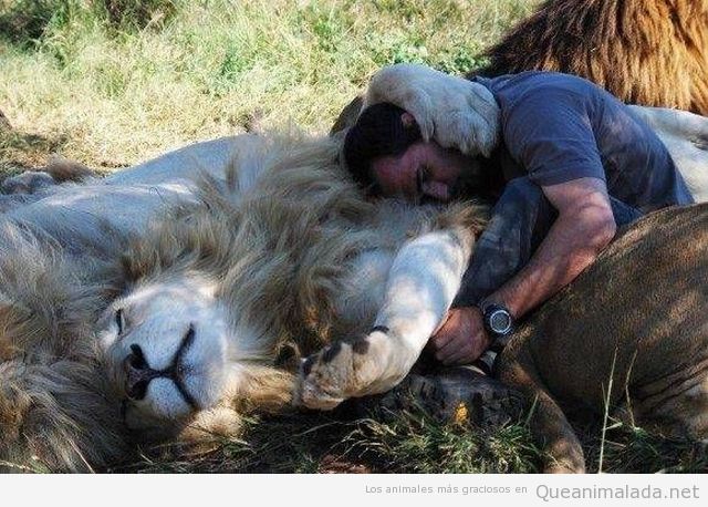 Hombre durmiendo abrazado a leones