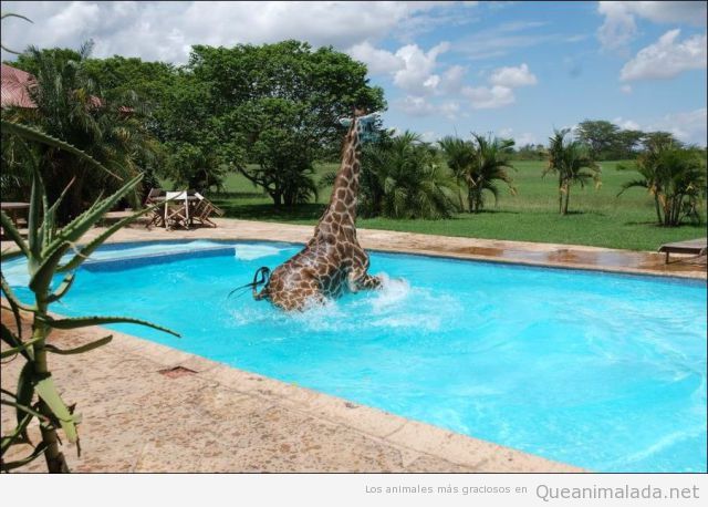 En una piscina en la sabana africana, una jirafa se da un baño