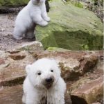Cría de oso polar mojándose en una cascada