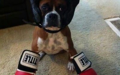 Boxer, literalmente