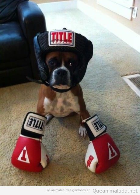 Perro boxer disfrazado boxeador
