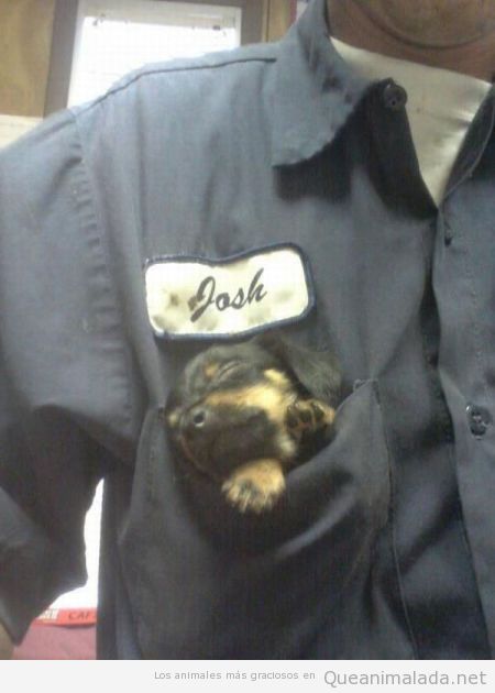Perro cachorro metido en el bolsillo del mono de trabajo
