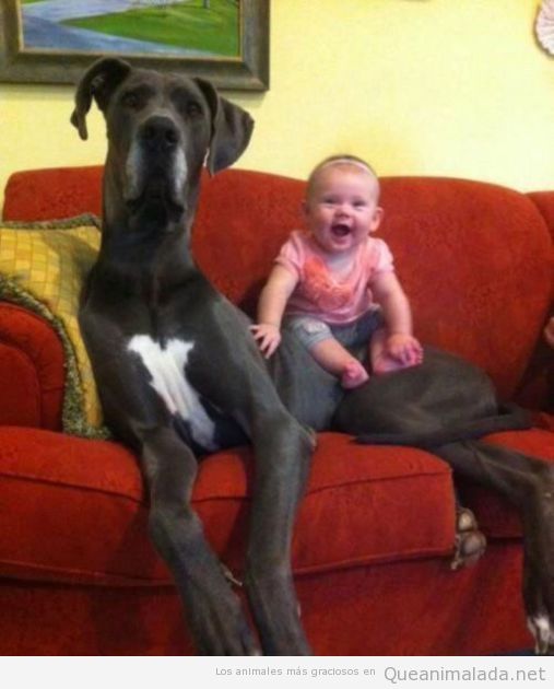 Bebé sentado encima de un perro muy grande, un dogo argentino