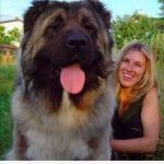 Foto de un perro gigante