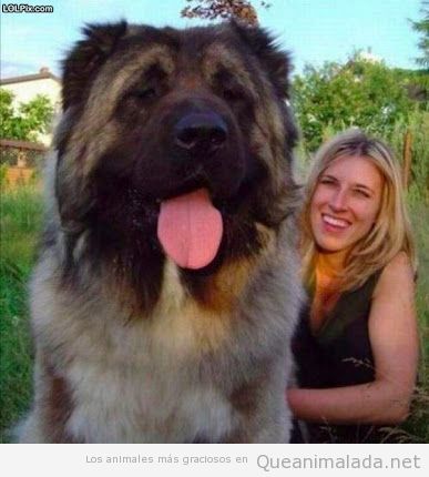 Foto de un perro gigante