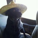 Foto divertida de perro con sombrero de paja