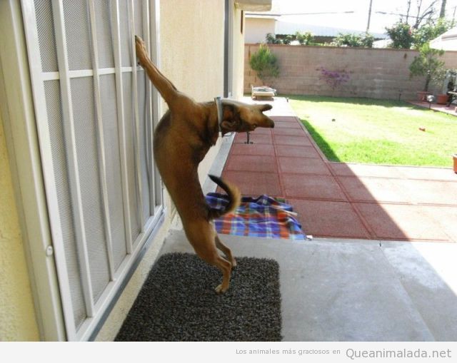 Foto divertida de un perro estirándose en la ventana
