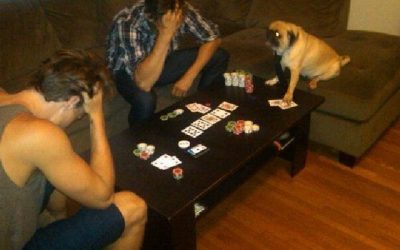 Poker dog