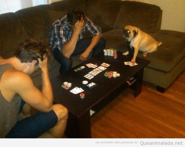 Poker dog