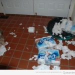 Perro gracioso ha destrozado los rollos de papel del wc