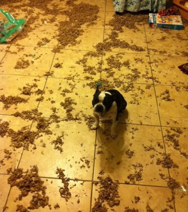 Foto divertida de un perro que ha tirado los cereales por el suelo