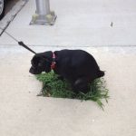 Foto graciosa de un perro haciendo caca e el único hueco con hierba