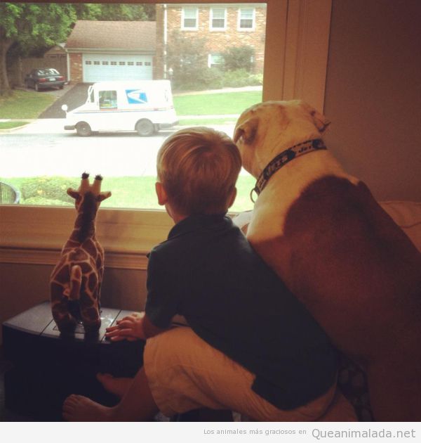 Niño, perro y jirafa de peluche miran por la ventana al camión de los helados