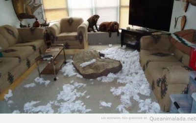 Cosas que hacen tus perros cuando se quedan solos en casa