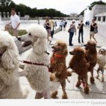 Foto divertida de un grupo de perros pooodles bailando la conga