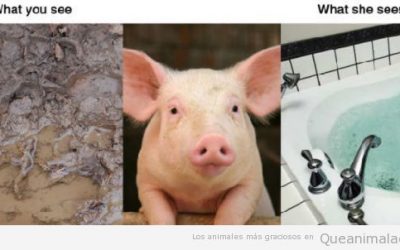 Realidad humana VS Realidad animal: el caso del cerdo