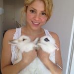Shakira con dos conejos blancos