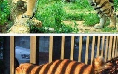 Mira cuánto me parezco a un tigre!