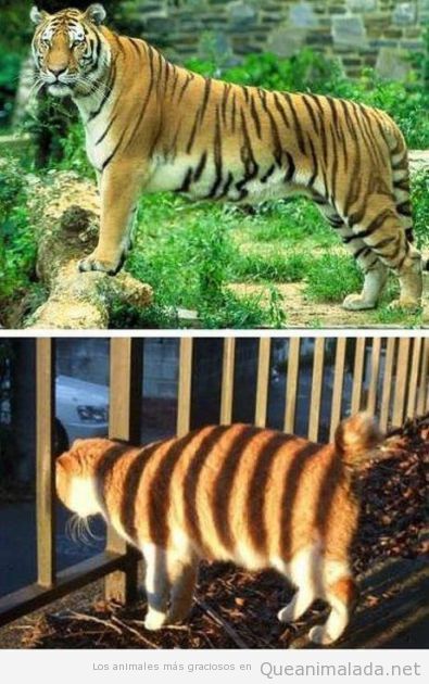 Tigre y gato a rayas