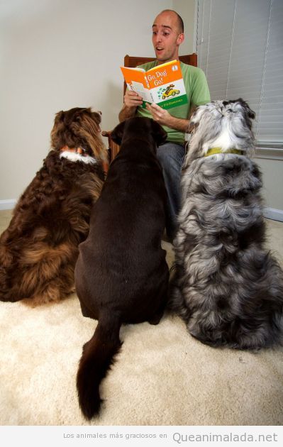 Tres perros junto escuchando atentamente un cuento