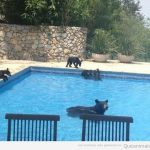 Osos entran en una piscina de una casa privada