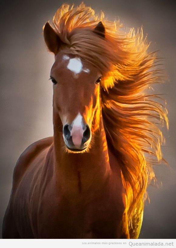 Foto preciosa de una cabellera de caballo al viento