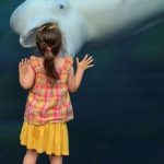 Cría de ballena abre la boca para comerse a una niña a través del cristal del acuario