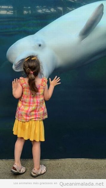 Cría de ballena abre la boca para comerse a una niña a través del cristal del acuario
