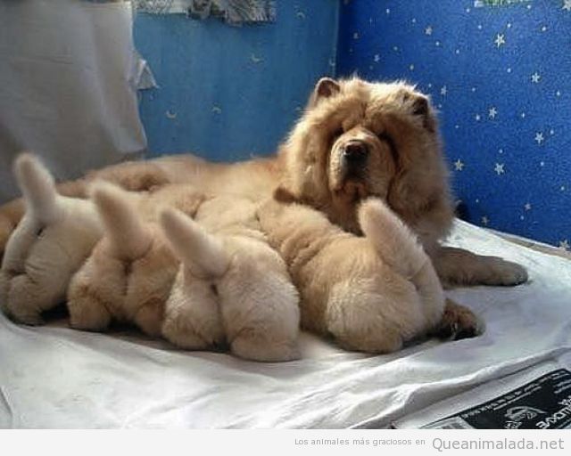 La Foto Tierna Del Dia Cuatro Culitos Muy Peluditos