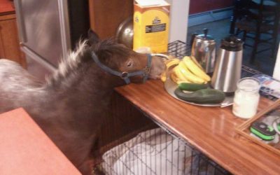Y para desayunar, un platano