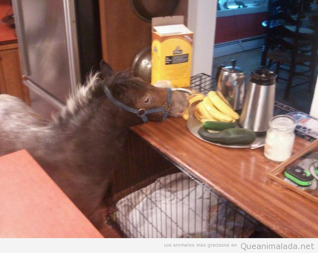 Foto graciosa de una cría de caballo entrando a la cocina a por un plátano