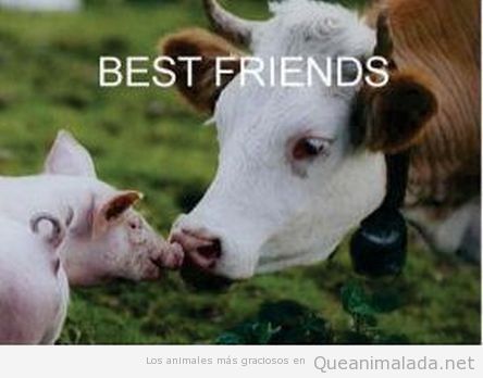 Imagen bonita de un cerdo y una vaca dándose un beso