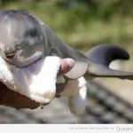 La foto tierna del día: delfín bebé