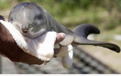 La foto tierna del día: delfín bebé