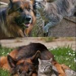 Fotos bonita de un perro pastor alemán y un gato que son amigos