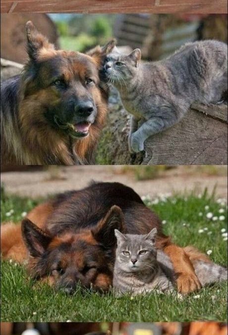 Fotos bonita de un perro pastor alemán y un gato que son amigos