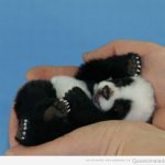La foto super tierna del día: panda bebé