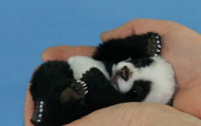 La foto super tierna del día: panda bebé