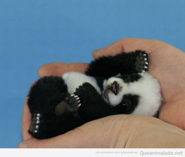 Foto bonita y tierna de un oso panda bebé