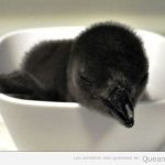 Foto tierna y bonita de un pingüino bebé