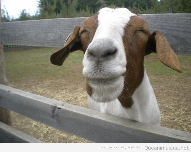 Foto graciosa de una cabra sonriendo