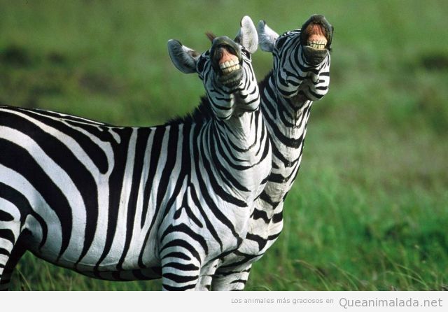Foto divertida de dos cebras sonriendo, enseñando los dientes