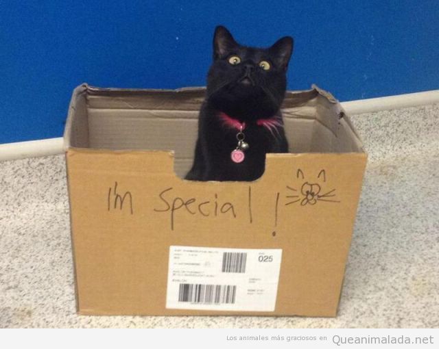Foto divertida de un gato en una caja que pone i'm special