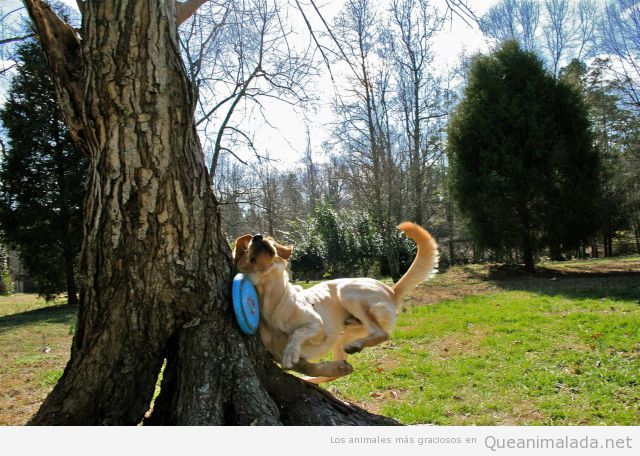 Foto graciosa de un fail de un perro al atrapar un frisbee