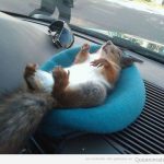 Foto graciosa y bonita de una ardilla durmiendo en un cojín en el salpicadero de un coche