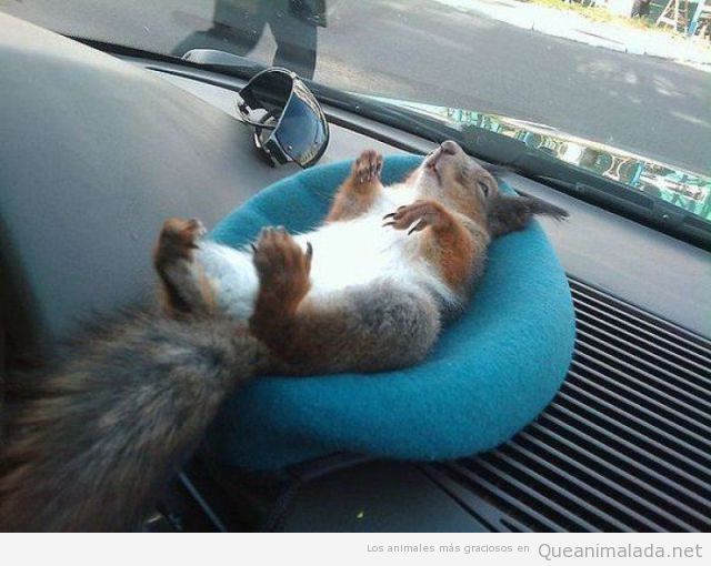 Foto graciosa y bonita de una ardilla durmiendo en un cojín en el salpicadero de un coche