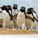 Foto graciosa de una pandilla de pinguinos chicos malos